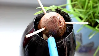 Как посадить косточку авокадо в землю? / luchek_