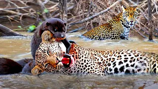 This Is Why They Are Called Jaguar Killers