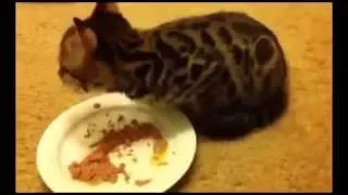 Ем и пою ! Приколы! смешные коты смешные животные! / fun! funny animals! funny cats