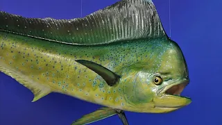 Facts: The Dolphinfish (Mahi-Mahi)