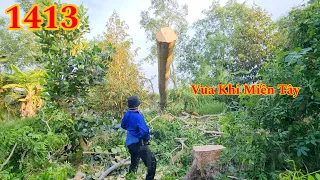 Hết hồn vì gốc cây Cóc bật cao lên gần 3 mét Cutting tree