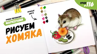 Как нарисовать хомяка? / Видео-урок по рисованию маркерами #116