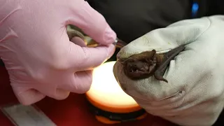 Up Close and Personal with a Urban Bat | 24 Hours With | BBC Earth