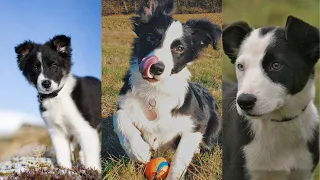 Border collie puppies | Funny and Cute dog video compilation in 2022.