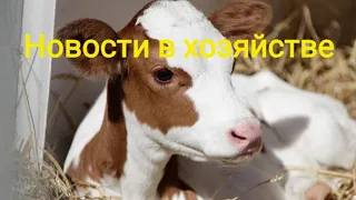 Наши новости в хозяйстве/ Маленькие поросята/ Куры молодки! Обезрожили козлят!