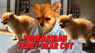POMERANIAN DOG GROOMING | TEDDY BEAR CUT  | Bunny TV