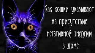 Как кошки указывают на присутствие негативной энергии в доме