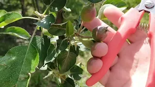 Câteva intervenții la mărul soiul Civg 198/Modi