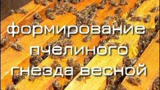 ФОРМИРОВАНИЕ ПЧЕЛИНОГО ГНЕЗДА ВЕСНОЙ.