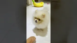 Tik Tok Chó Phốc Sóc Mini 😍 Funny and cute Pomeranian puppy! 🐶 Pets Small Stories