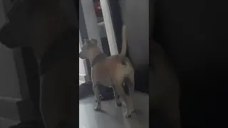 Truco de magia a perros