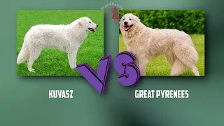 Kuvasz VS Great Pyrenees - Breed Comparison - Great Pyrenees and Kuvasz Differences