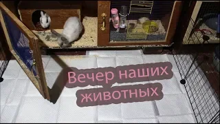 Вечер наших животных. Двух хомяков больше нет(