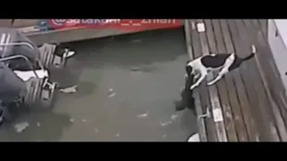 crocodile attack a dog