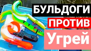 БИТВА БУЛЬДОГОВ И УГРЕЙ. BullDawg vs 3D Real Eel. Щука на крупную резину.