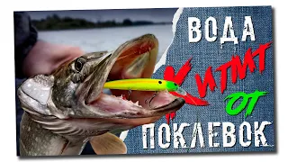 🔴 Крупные щуки гнут спиннинг в бублик!!! Ловля щуки осенью на воблеры!!!