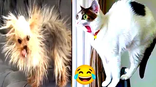 New Funny Animals 2024😜🙀 #Funniest Cutest Cats and Dogs🐈Part 115