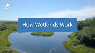 Why Wetlands are Nature's Super-Systems | WWT