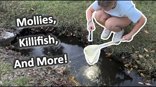 Catching Popular Aquarium Fish In Florida!