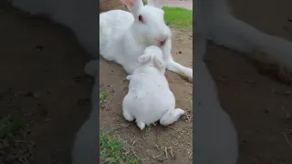 Funny and Cute Rabbit Video || Best Funny videos || #shorts #youtubeshorts #shortsvideo