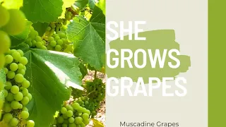 HOW TO GROW LOTS OF GRAPES....WHAT WE DO