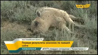 Первые результаты анализов по павшей сайге