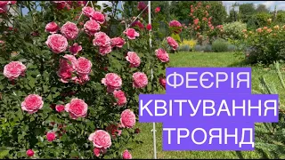 Початок червня і перше феєричне квітування 🌹🌹🌹