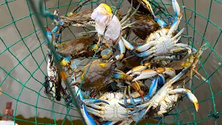 Over 2 Hours of Catching Delicious Blue CRABS ( catch and cook Compilation )