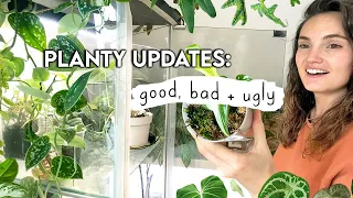 Emotional Houseplant Updates 😥 Plants I'm LOSING + Plants That Are THRIVING