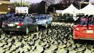 Thousands of black birds - aka grackles - take over parking lot in Houston