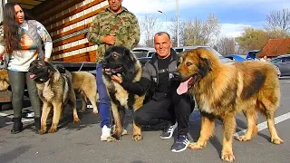 CIOBANESTI CAUCAZIENI FOARTE MARI! TOTI CAUCAZIENII PREZENTI LA BRAN IN ACEST VIDEOCLIP. UCHR