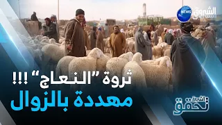 الشروق تحقق  | ثروة "النعاج" .. في خطر داهم !!