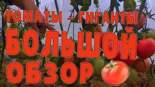 Лучшие крупноплодные томаты ! Огромные помидоры. #томат #помидор #сорт #семена