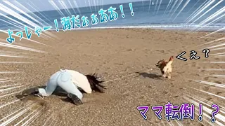 【柴犬】海だぁ〜！走りだすとまさかの転倒😂