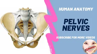 Human Anatomy - Pelvis - Nerves of the pelvis