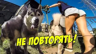 ОПАСНАЯ ПРОГУЛКА СОБАК! КУПАЕМСЯ В БОЛОТЕ!