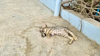 Attempts to rescue the poor kitten stop crying for mother when it feels lonely and living alone