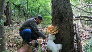 ЗА ГРИБАМИ В ПЕРВЫЕ ДНИ ЛЕТА.На одном месте нашли ЦЕЛОЕ ВЕДРО ГРИБОВ.