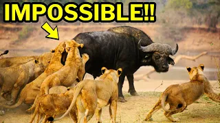 WHO IS REALLY KING? - One Buffalo vs A FULL Pride Of Lions: MUST WATCH!!