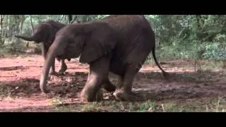 African Animals Getting Drunk Off Ripe Marula Fruit