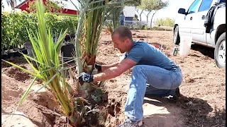 #1 Fruit Tree for HOT Backyard Gardens | Grow Your Own Dates - Amazing!