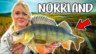 Exploring NEW Waters In Northern Of Sweden (BEST PERCH FISHING IN SUMMER) | Team Galant