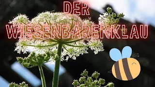 Wiesenbärenklau, die Kraft des Bären.