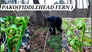 Vlog#11: Nanguha kami ng Pako(Fiddlehead Picking)