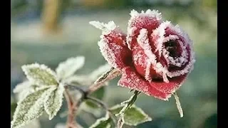 Укрываю Розы 🌹 Как Укрыть Штамбовую Розу , Каким Способом Зимует У Меня Рододендрон 💁🏻‍♀️