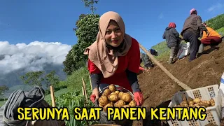 KENTANG MBAK NOVI BESAR-BESAR DAN SUPER