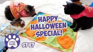 HAPPY HALLOWEEN Special! 🎃 Cute Halloween Cats 👻  Bonus Footage