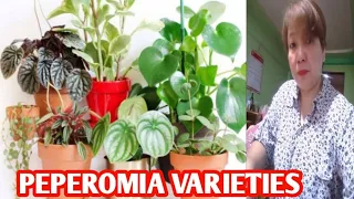 PEPEROMIA VARIETIES / MARGIE PULIDO VLOGS