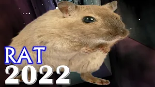 Rat Horoscope 2022 | Born 2020, 2008, 1996, 1984, 1972, 1960, 1948, 1936