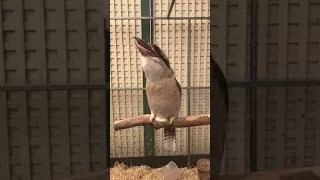 Kookaburra laughing in slow motion.